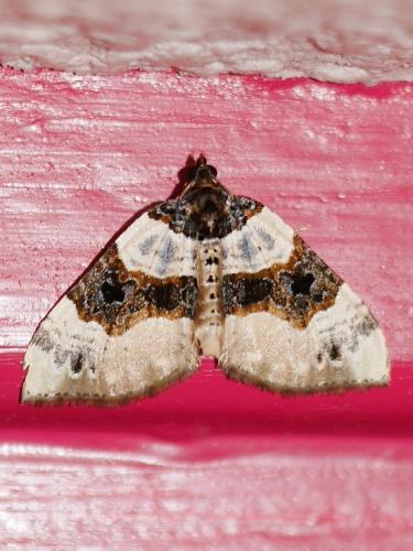 Réf. 248 082 : Cosmorhoe ocellata